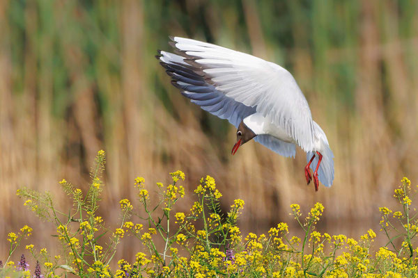 Lachmöwe - Black-headed Gull - #9485