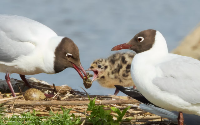 Lachmöwen - Black-headed Gulls - #2960
