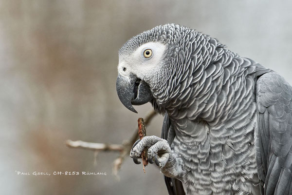Graupapagei im Zoo Zürich - Psittacus Erithacus - #5890