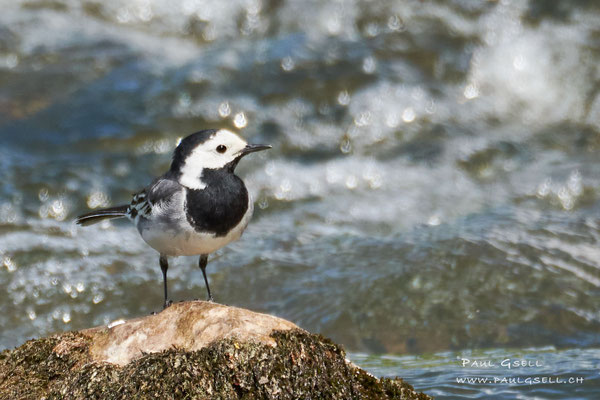 Bachstelze - White Wagtail - #7556