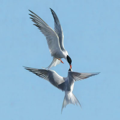 Flußseeschwalben im Balzflug - Common Terns in mating flight - #1765