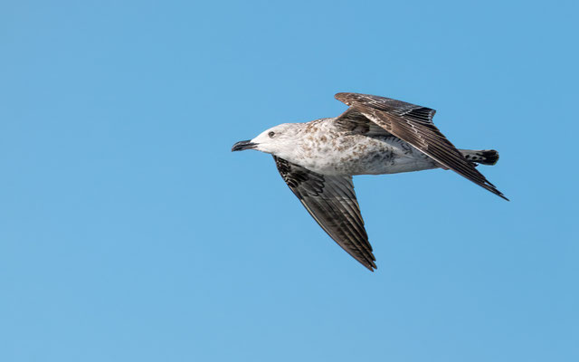 Mittelmeermöwe - Yellow-legged Gull - #4335