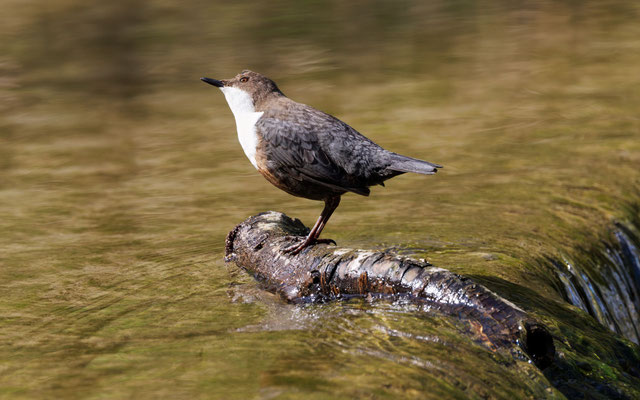 Wasseramsel - Dipper - #5848