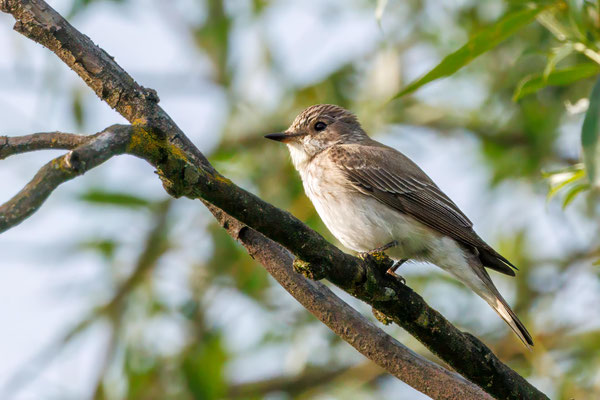 Grauschnäpper - Spotted Flycatcher - #7426