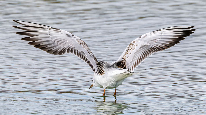 Lachmöwe - Black-headed Gull - #0975