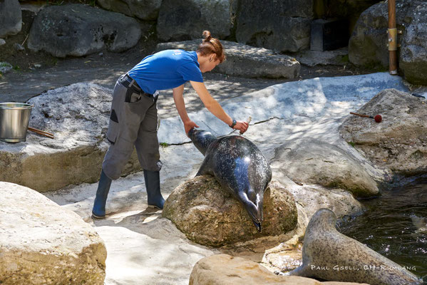Seehund im Zoo Zürich, Jungtier mit Tierpflegerin - #1262