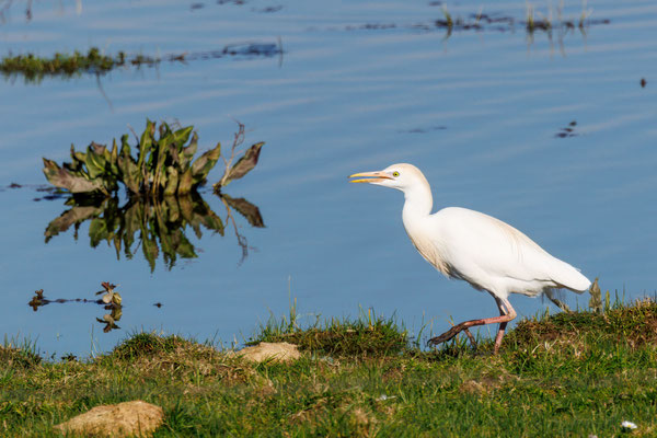 Kuhreiher - Cattle Egret - #4670