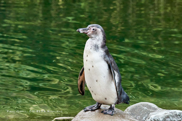 Humboldt-Pinguin im Zoo Zürich - Penguin - #6011