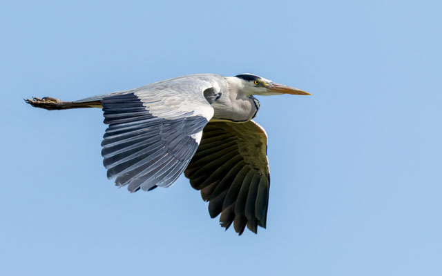 Graureiher - Grey Heron - #2880