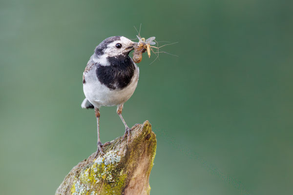 Bachstelze - White Wagtail - #1627