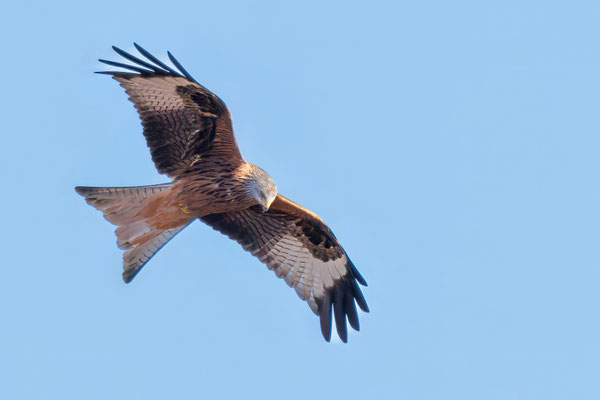 Rotmilan - Red Kite #1837