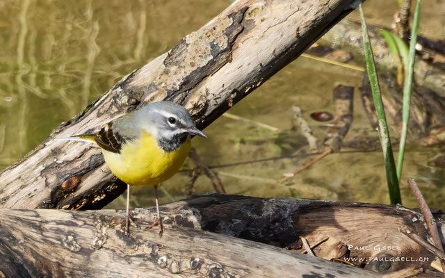 Gebirgsstelze - Grey Wagtail - #9126