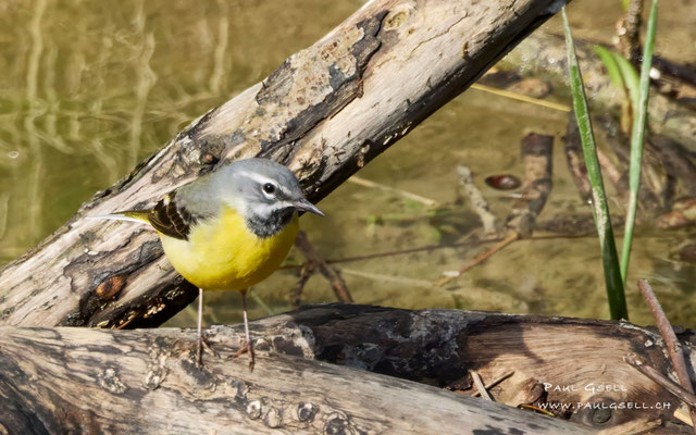Gebirgsstelze - Grey Wagtail - #9126