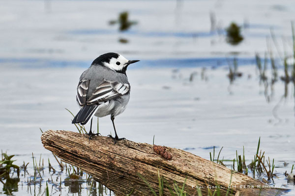 Bachstelze - White Wagtail - #0789