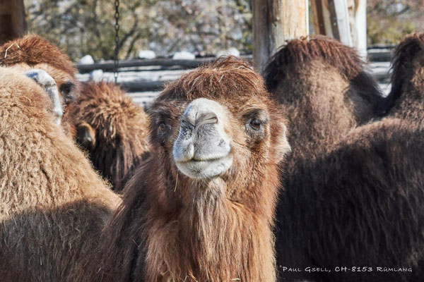 Kamel - Camel - im Zoo Zürich - #8883