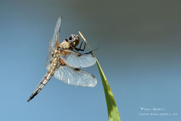 Vierfleck Libelle - Four-spotted Chaser - #4142