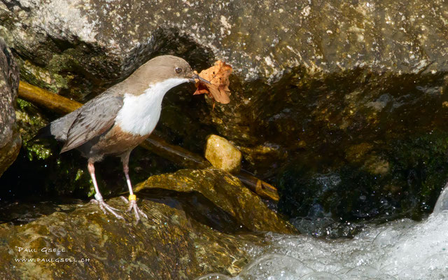 Wasseramsel - White Throated Dipper - #8351