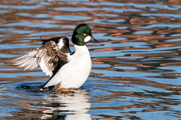 Schellente Männchen - Goldeneye Male - #4298