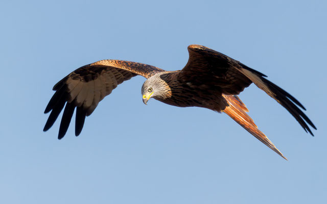 Rotmilan - Red Kite - #3273