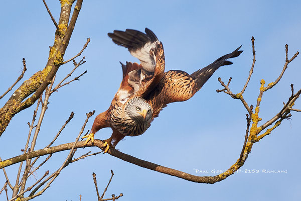 Rotmilan (Milvus milvus) -  Red Kite - #4515