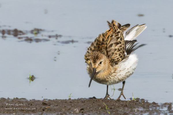 Alpenstrandläufer - Dunlin - #0298