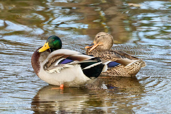 Stockenten Pärchen - Mallard Duck Couple #0346