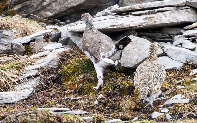 Alpenschneehuehner - Rock Ptarmigans - #8814
