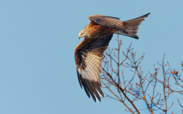 Rotmilan - Red Kite - #7823