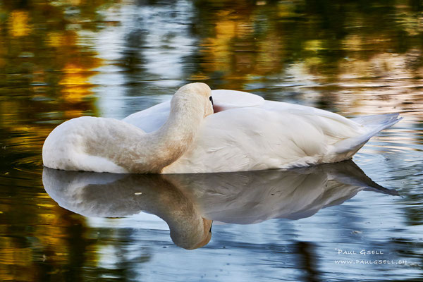 Höckerschwan - Mute Swan - #9060