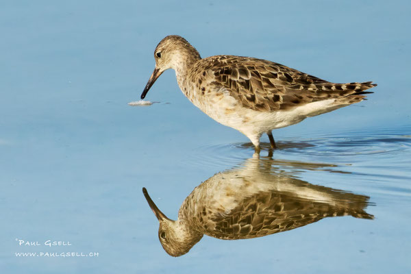 Kampfläufer - Ruff - #8589