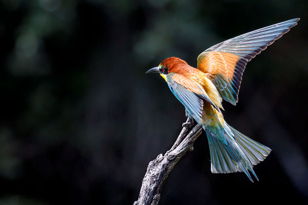 Bienenfresser - Bee-eater - #8551
