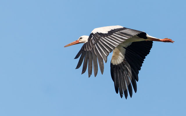 Weißstorch - White Stork - #9903
