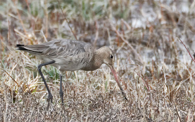 Uferschnepfe - Black-tailed Godwit - #8469