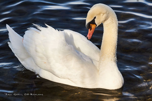 Höckerschwan im Zürichsee - #9811