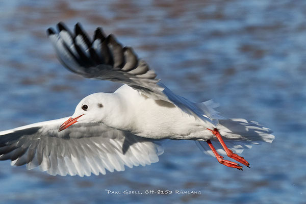 Lachmöwe - Black-headed Gull #5497