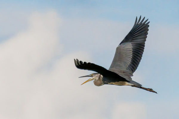 Graureiher - Grey Heron - #3338