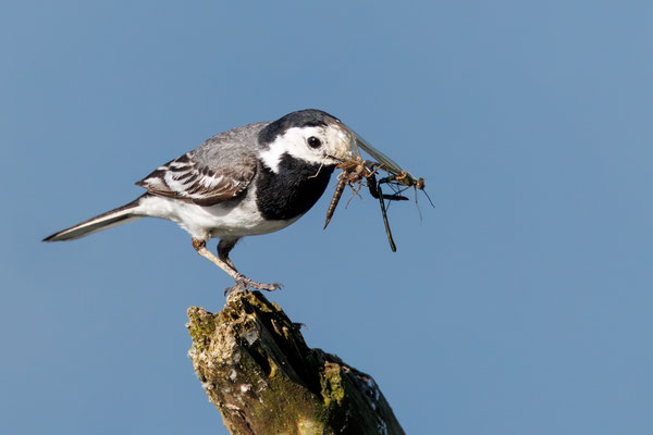 Bachstelze - White Wagtail - #2374