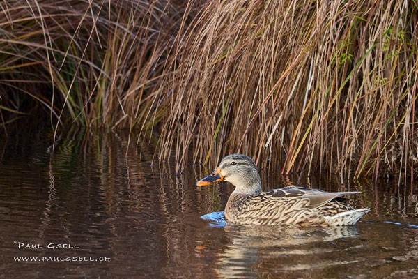 Stockente Weibchen - Mallard Female - #0416