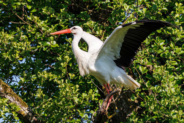 Weißstorch - White Stork - #4989
