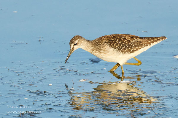 Bruchwasserläufer - Wood Sandpiper - #8491