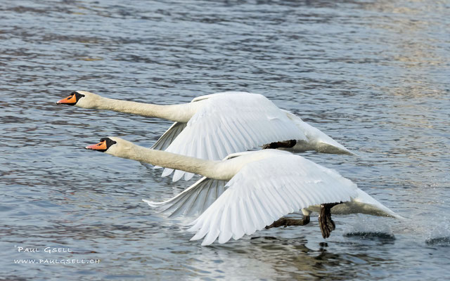 Höckerschwäne - Mute Swans - #3936