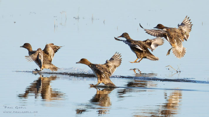 Pfeifenten - Wigeons - #5047