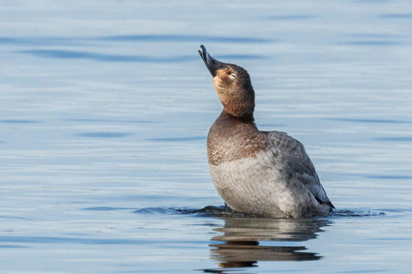 Tafelente Weibchen - Common Pochard Female - #3616