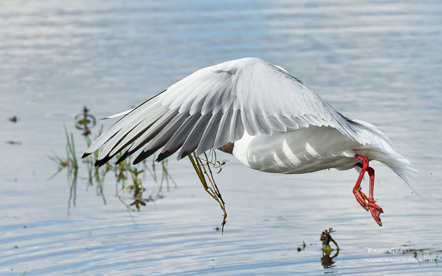 Lachmöwe - Black-headed Gull - #2829