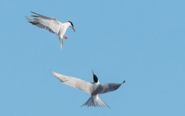 Flußseeschwalben im Balzflug - Common Terns in mating flight - #1761