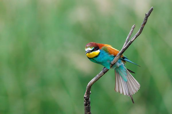 Bienenfresser - Bee-eater - #7940