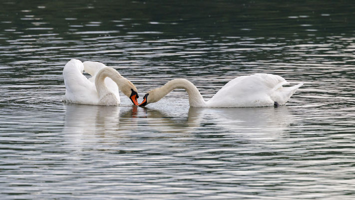 Höckerschwäne - Mute Swans - #3014
