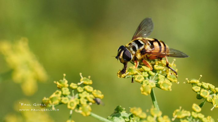 Schwebefliege- Hoverfly - #0824