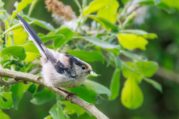Schwanzmeise - Long-tailed Bushtit - #3589