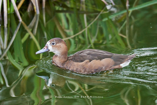 Peposakaente- Netta peposaca - Weibchen - Zoo Zürich - #6446